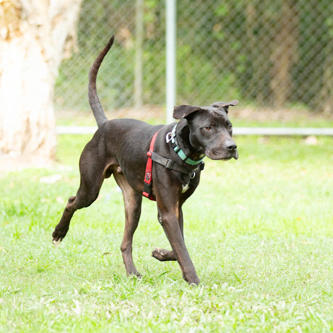 Photo of Bailey