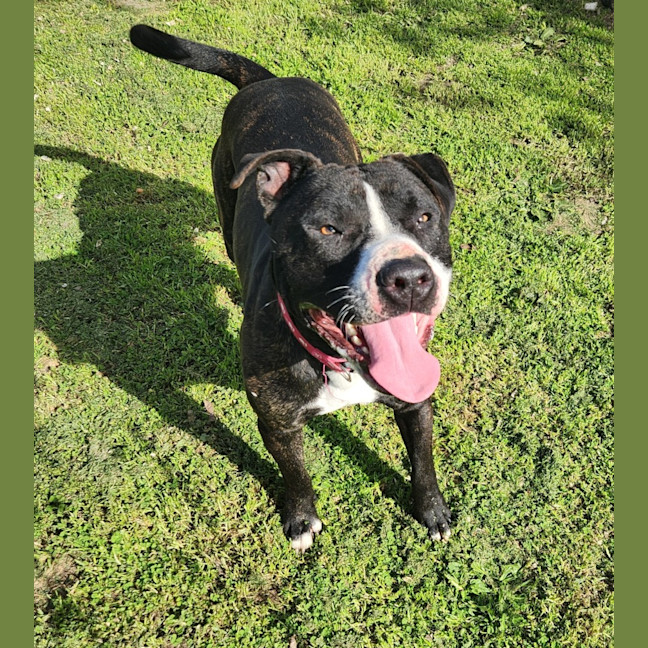 Photo of Hercules   63887