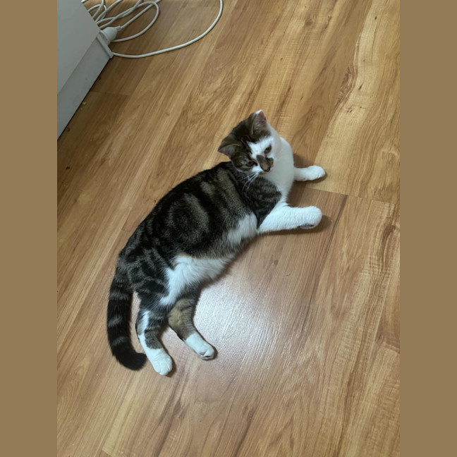 Photo of Laundry Basket