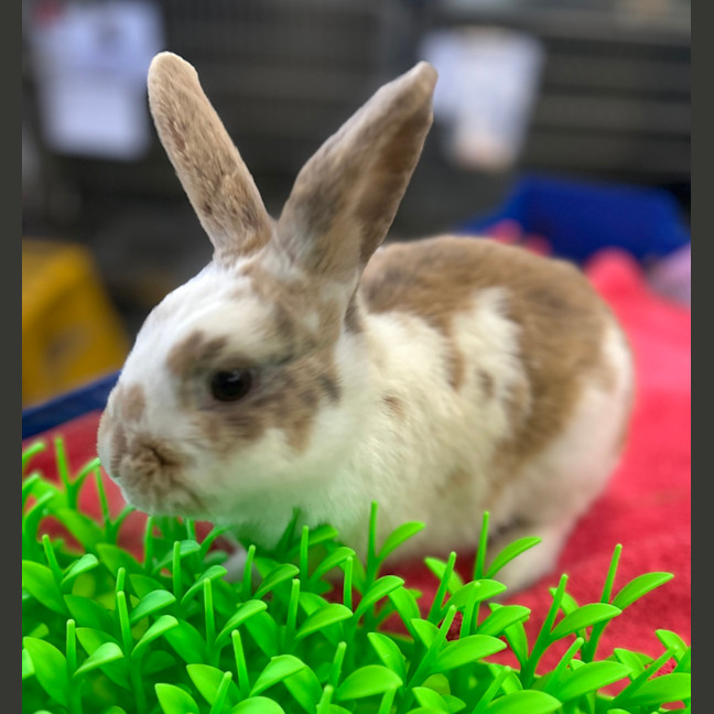 Photo of Penny Loafer (Bonded With Sandy)