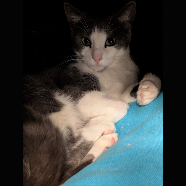 Photo of Octavia