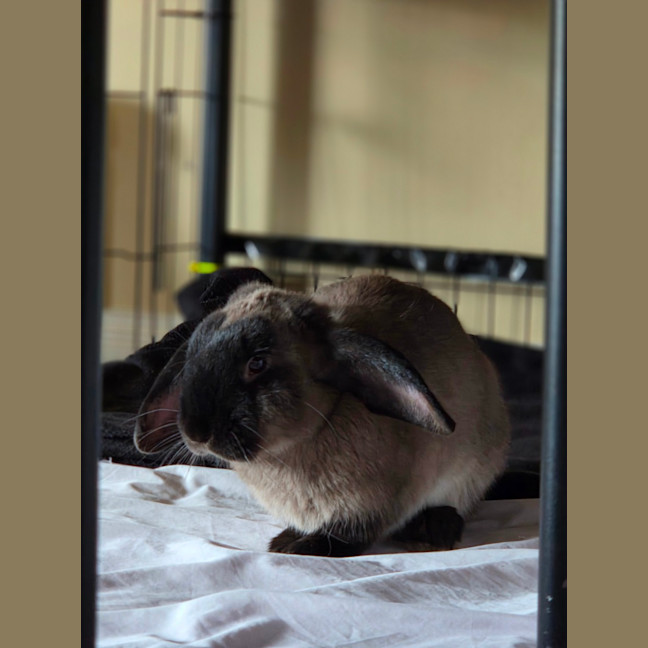 Photo of Ace & Alpha