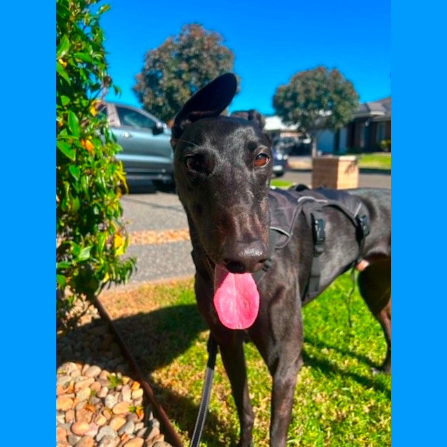 Photo of Digger, The Greyhound