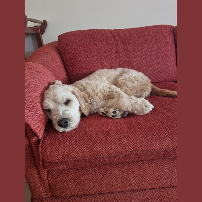 Photo of Soxy 