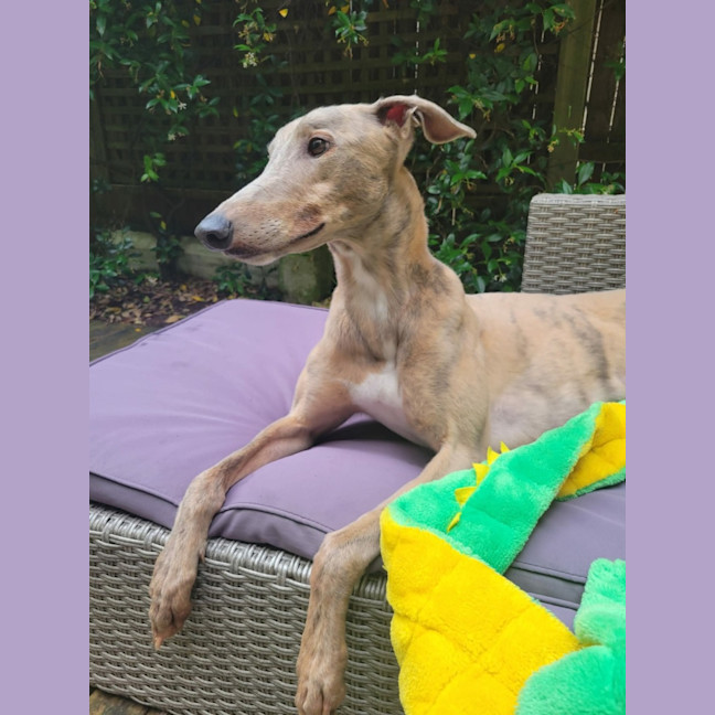 Photo of Ace, The Greyhound 