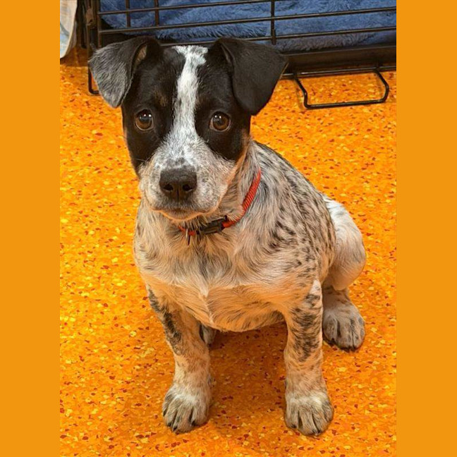 Photo of Pepper