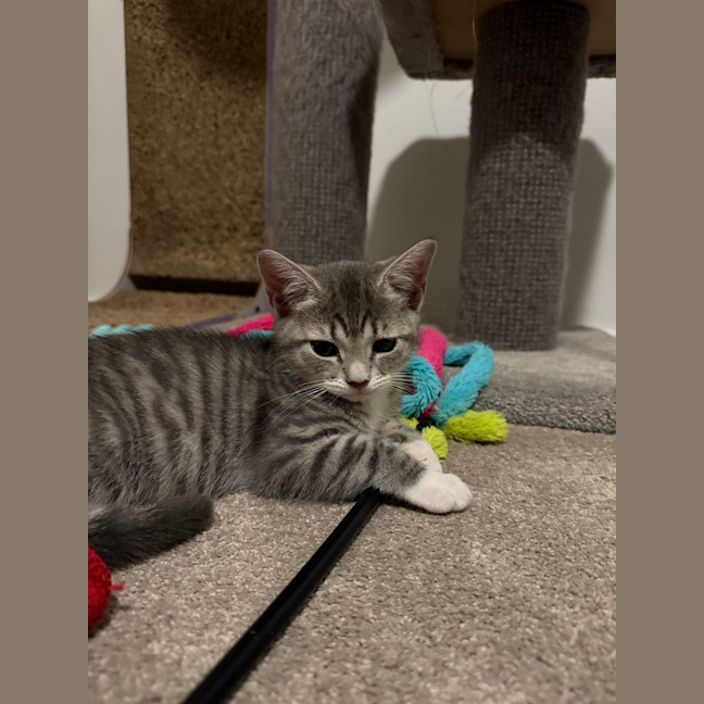 Photo of Pixi