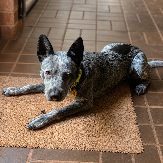 Photo of Ranger