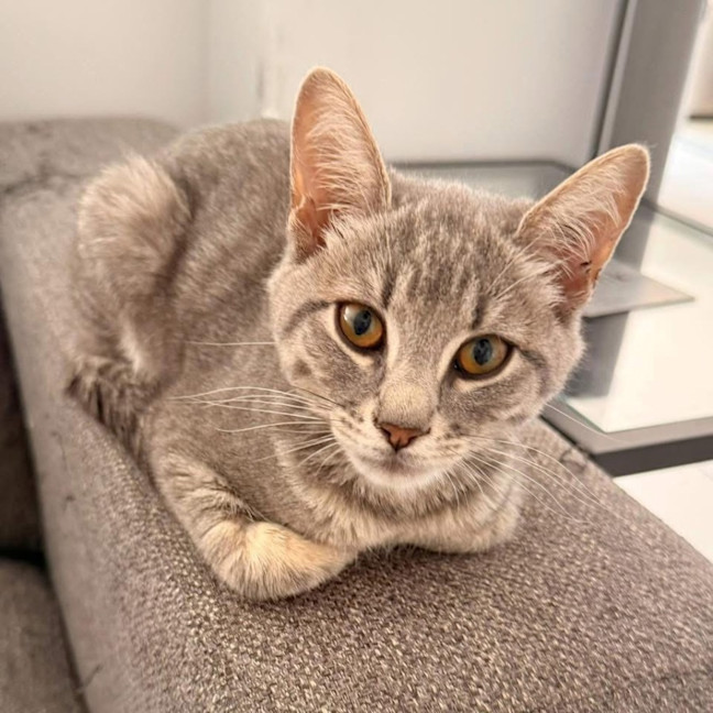 Photo of 13380   Cheeky Chops