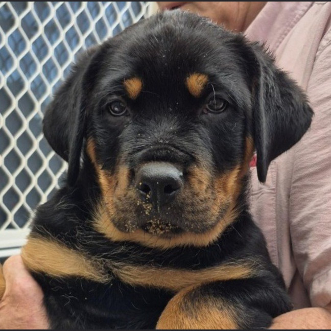 Photo of Kilimanjaro