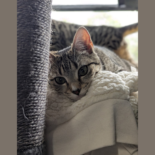 Photo of Poppy & Pepper