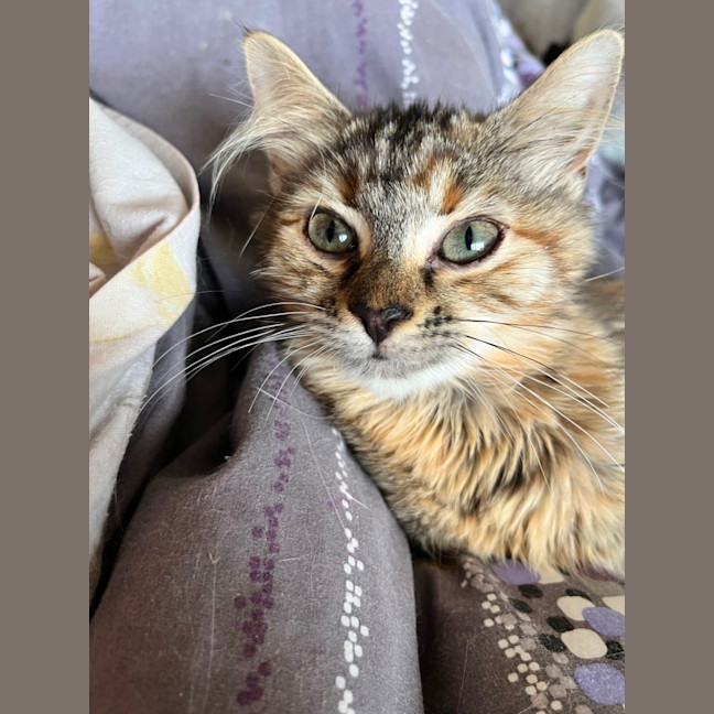 Photo of Nova *9 Lives Project Rescue*