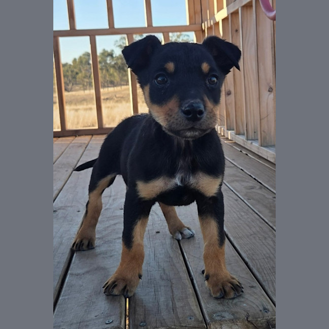 Photo of Shelby