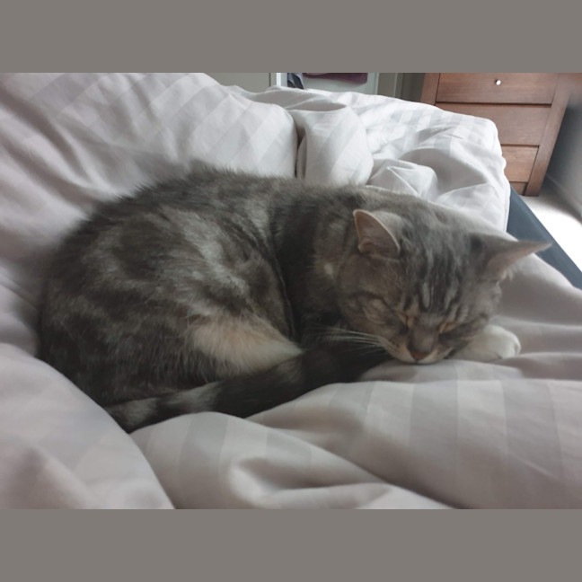 Photo of Cfa (Seefa)