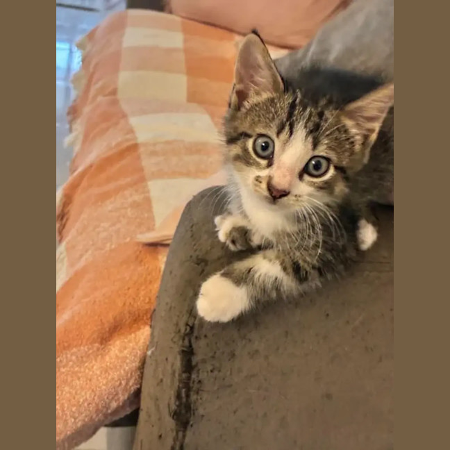 Photo of Bean