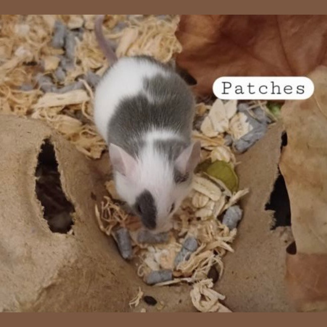 Photo of Patches