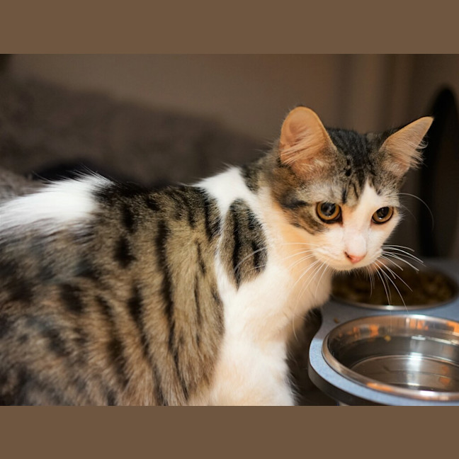 Photo of Atlas
