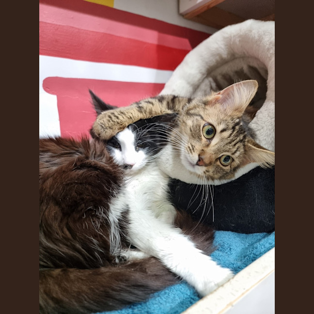 Photo of Tango