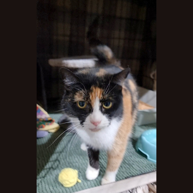 Photo of Clover