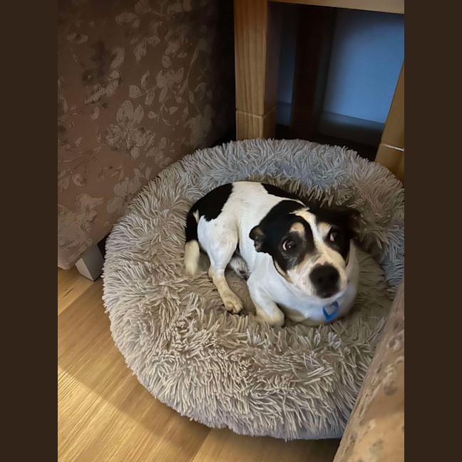Photo of Oreo