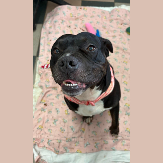 Photo of Buddy
