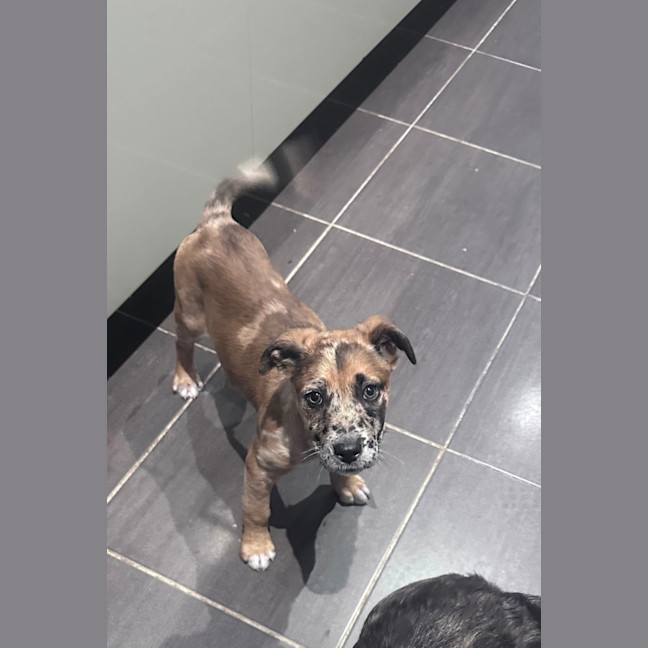 Photo of Dottie 