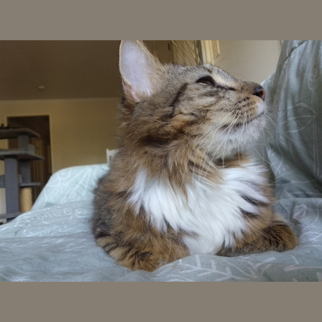 Photo of Ollie