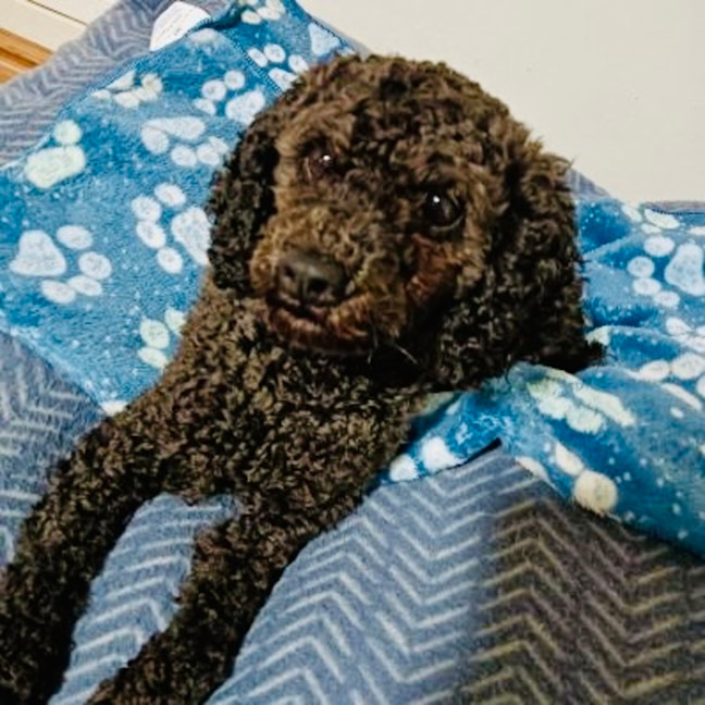 Photo of Belle