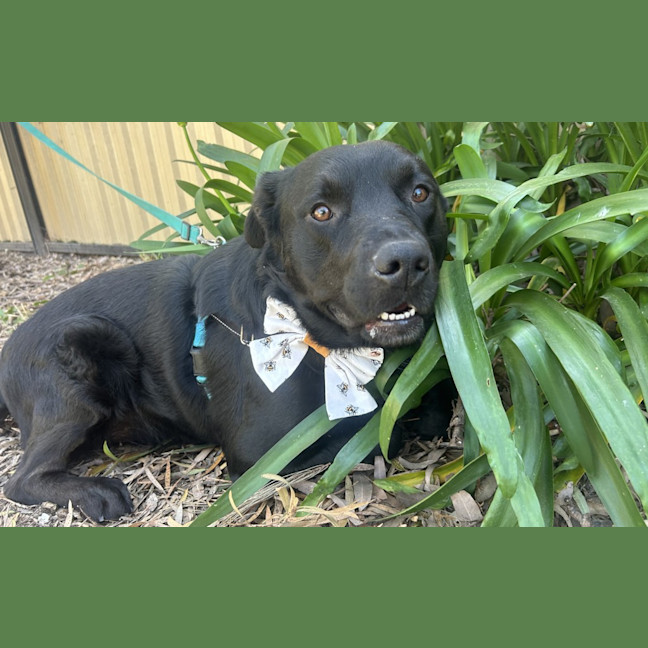 Photo of Laszlo