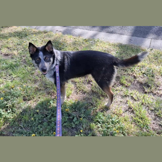 Photo of Maple 