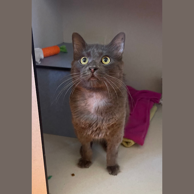 Photo of Shadow