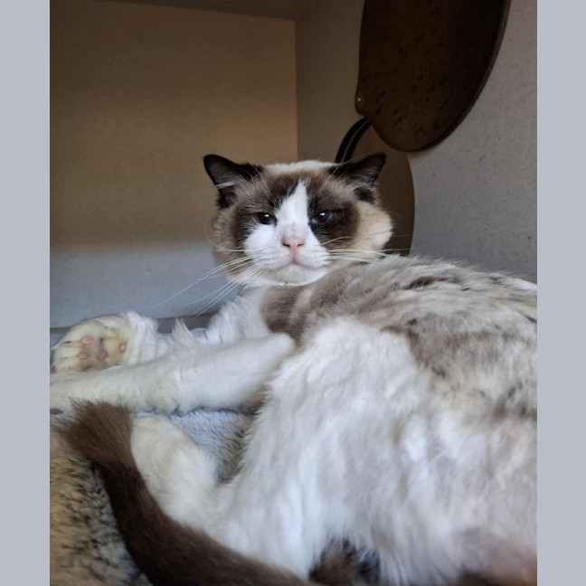 Photo of Odie