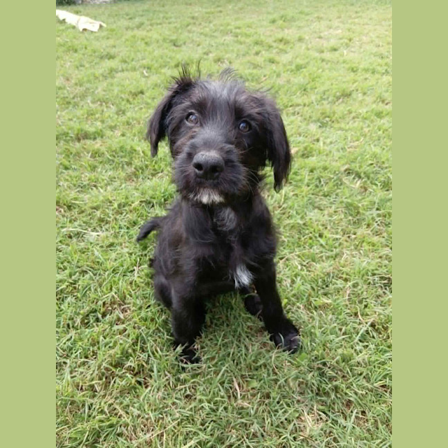 Photo of Sage 