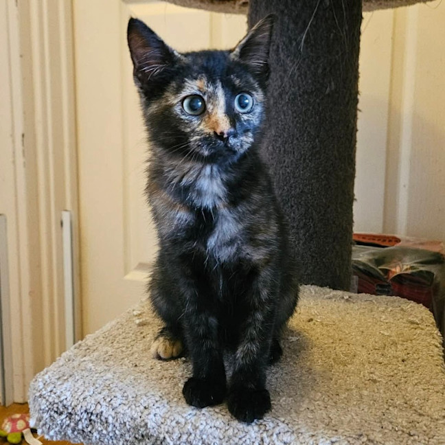 Photo of Skittles