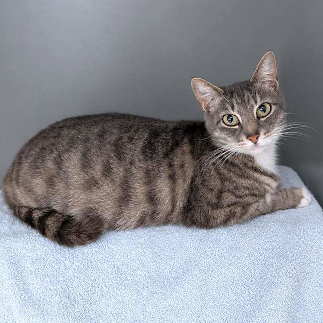 Photo of Tulip