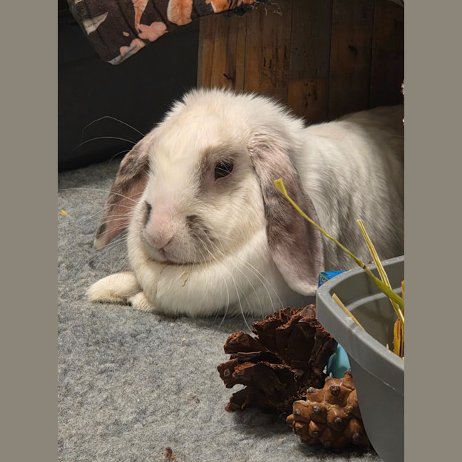 Photo of Tulip