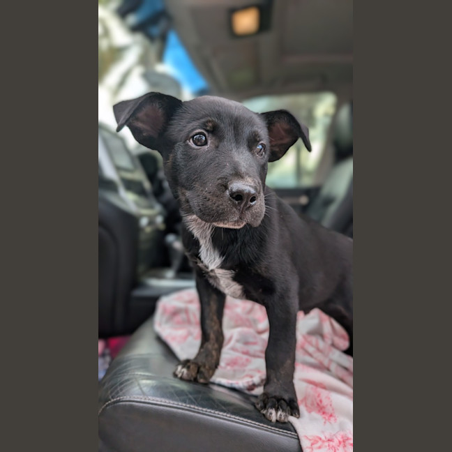 Photo of Nugget