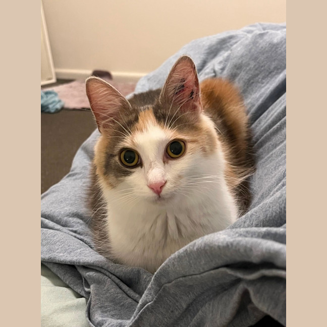 Photo of Pancake