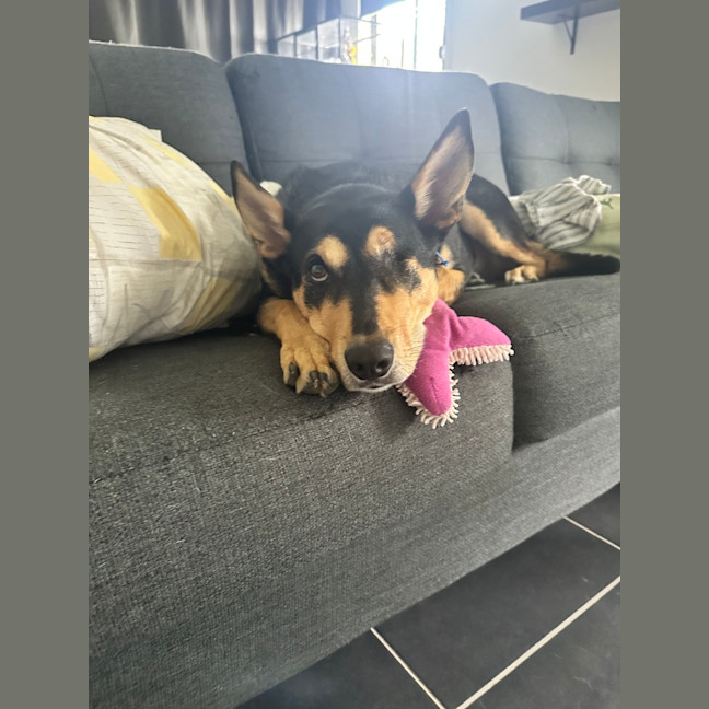 Photo of Blossom