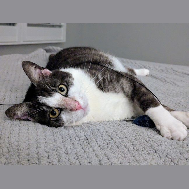 Photo of Gus **A Gentle Giant**