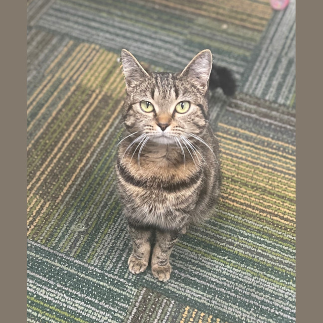 Photo of Tigger