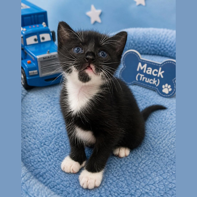Photo of Mack Truck