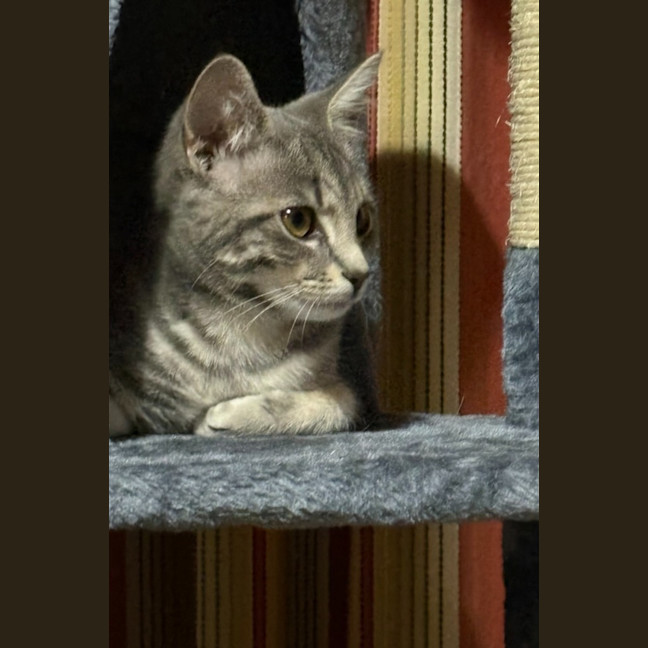 Photo of Tabitha   Reduced Adoption Fee $150