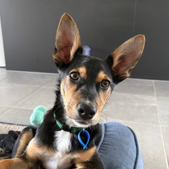 Photo of Midge