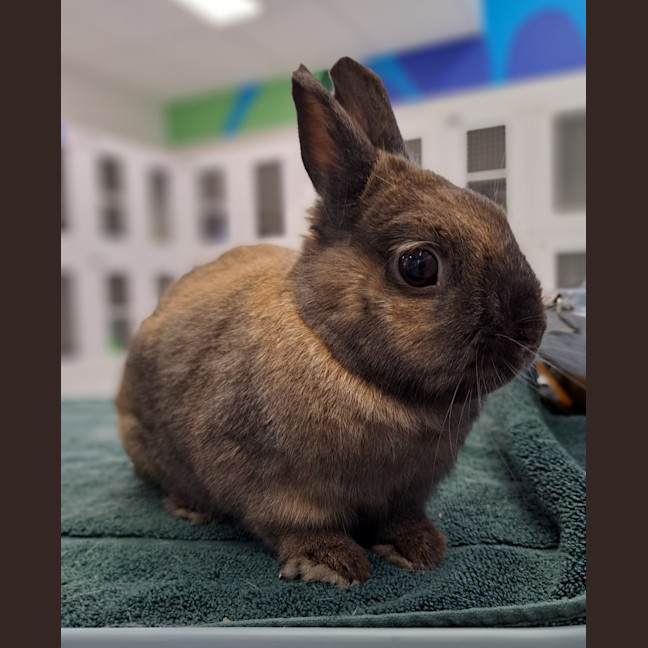 Photo of Juliet