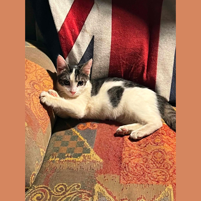 Photo of Pixie