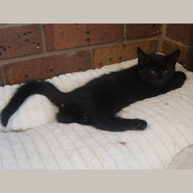 Photo of Soot