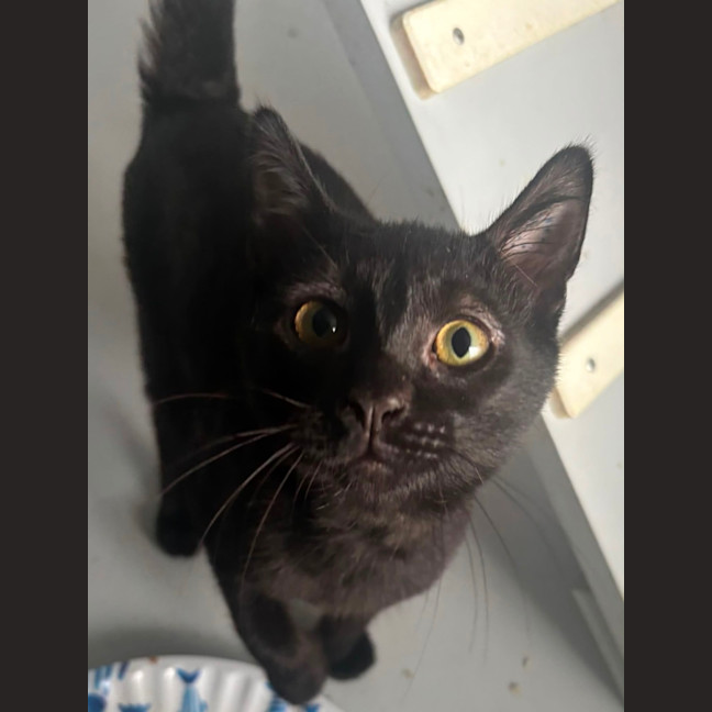 Photo of Lucifer