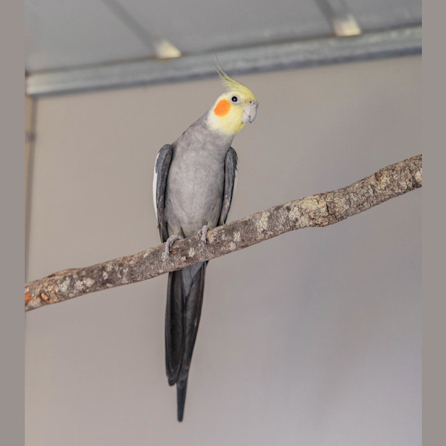 Photo of Pretty Boy
