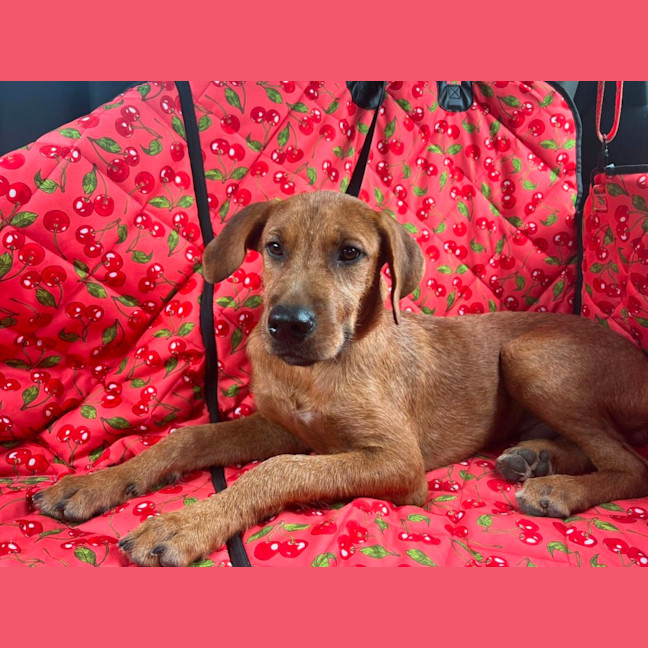 Photo of Clifford Aka Cliffy